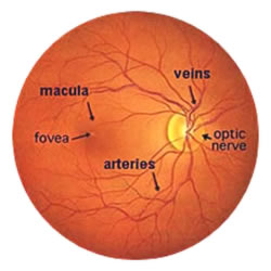 Normal Human Retina